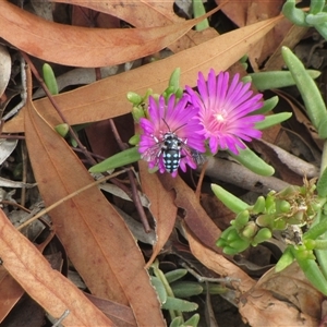 Thyreus caeruleopunctatus at Holt, ACT - suppressed