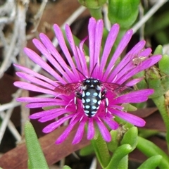 Thyreus caeruleopunctatus at Holt, ACT - suppressed