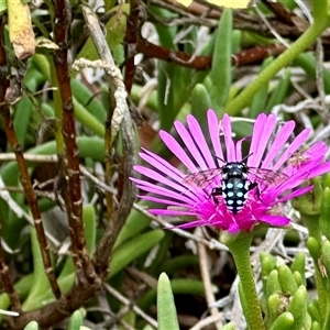 Thyreus caeruleopunctatus at Holt, ACT - suppressed