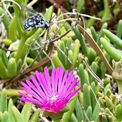 Thyreus caeruleopunctatus at Holt, ACT - suppressed