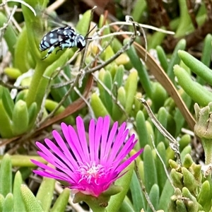 Thyreus caeruleopunctatus at Holt, ACT - suppressed