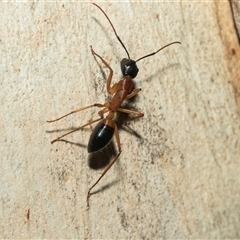 Camponotus consobrinus (Banded sugar ant) at Turner, ACT - 22 Feb 2025 by AlisonMilton