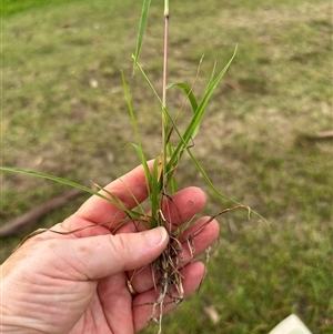 Bothriochloa macra at Kangaroo Valley, NSW - suppressed