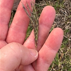 Bothriochloa macra at Kangaroo Valley, NSW - suppressed