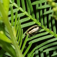 Monolepta froggatti (Leaf beetle) at Turner, ACT - 22 Feb 2025 by AlisonMilton