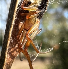 Phonognathidae (family) (Leaf curling orb-weavers) at Aranda, ACT - 23 Feb 2025 by Jubeyjubes