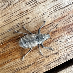 Naupactus leucoloma (White-fringed weevil) at Aranda, ACT - 22 Feb 2025 by Jubeyjubes