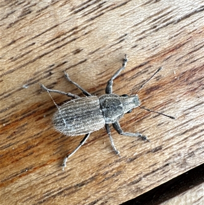 Naupactus leucoloma (White-fringed weevil) at Aranda, ACT - Yesterday by Jubeyjubes