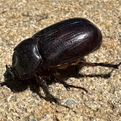 Dasygnathus sp. (genus) (Rhinoceros beetle) at Aranda, ACT - 17 Feb 2025 by Jubeyjubes