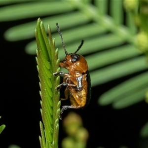 Aporocera (Aporocera) consors (A leaf beetle) at Turner, ACT - 22 Feb 2025 by AlisonMilton