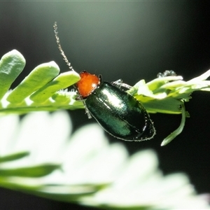 Adoxia benallae (Leaf beetle) at Turner, ACT - 22 Feb 2025 by AlisonMilton