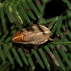 Balta spuria (A Balta Cockroach) at Turner, ACT - 22 Feb 2025 by AlisonMilton