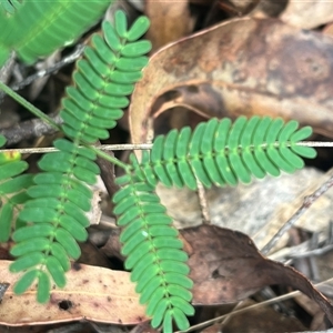 Acacia sp. at Wee Jasper, NSW - 23 Feb 2025 10:28 AM