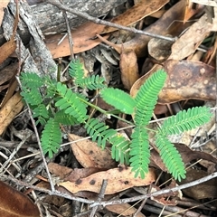 Acacia sp. at Wee Jasper, NSW - 23 Feb 2025 10:28 AM