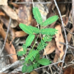 Acacia sp. at Wee Jasper, NSW - 23 Feb 2025 10:28 AM