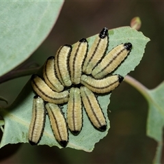 Paropsisterna cloelia (Eucalyptus variegated beetle) at Fyshwick, ACT - 22 Feb 2025 by AlisonMilton