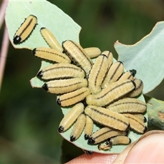 Paropsisterna cloelia at Fyshwick, ACT - 22 Feb 2025 10:10 AM