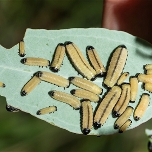 Paropsisterna cloelia at Fyshwick, ACT - 22 Feb 2025 10:10 AM