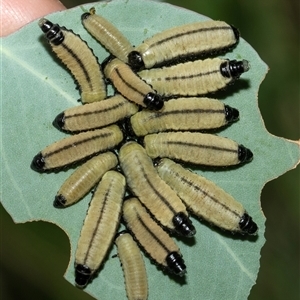 Paropsisterna cloelia at Fyshwick, ACT - 22 Feb 2025 10:10 AM