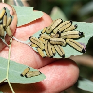 Paropsisterna cloelia at Fyshwick, ACT - 22 Feb 2025 10:10 AM