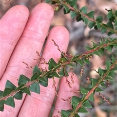 Acacia pravissima (Wedge-leaved Wattle, Ovens Wattle) at Wee Jasper, NSW - 23 Feb 2025 by courtneyb