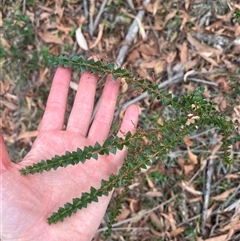 Acacia pravissima at Wee Jasper, NSW - 23 Feb 2025 10:30 AM