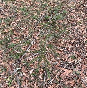 Acacia pravissima at Wee Jasper, NSW - 23 Feb 2025 10:30 AM