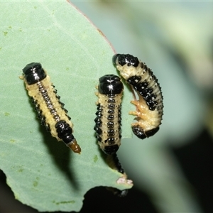 Paropsis atomaria at Fyshwick, ACT - 22 Feb 2025 10:35 AM