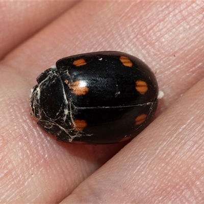 Paropsisterna octosignata (Eucalyptus leaf beetle) at Fyshwick, ACT - 22 Feb 2025 by AlisonMilton