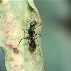 Camponotus aeneopilosus (A Golden-tailed sugar ant) at Fyshwick, ACT - 22 Feb 2025 by AlisonMilton