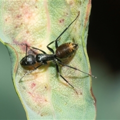 Camponotus aeneopilosus at Fyshwick, ACT - 22 Feb 2025 10:15 AM