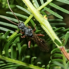 Myrmecia sp. (genus) (Bull ant or Jack Jumper) at Turner, ACT - 22 Feb 2025 by AlisonMilton