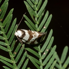 Isomoralla eriscota (Philobota Group) at Turner, ACT - 22 Feb 2025 by AlisonMilton