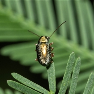 Unidentified Leaf beetle (Chrysomelidae) at Turner, ACT - 22 Feb 2025 by AlisonMilton