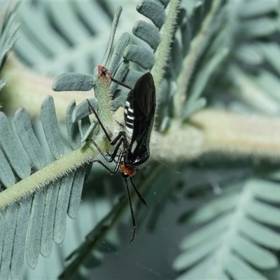 Rayieria basifer (Braconid-mimic plant bug) at Turner, ACT - 22 Feb 2025 by AlisonMilton