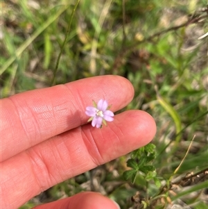 Epilobium billardiereanum subsp. cinereum at Wee Jasper, NSW - 23 Feb 2025 11:55 AM