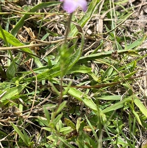 Epilobium billardiereanum subsp. cinereum at Wee Jasper, NSW - 23 Feb 2025 11:55 AM