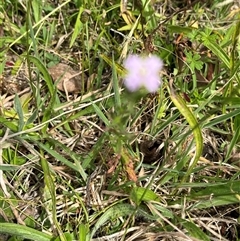 Epilobium billardiereanum subsp. cinereum at Wee Jasper, NSW - 23 Feb 2025 11:55 AM