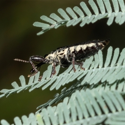 Rhinotia sp. (genus) (Unidentified Rhinotia weevil) at Fyshwick, ACT - 22 Feb 2025 by AlisonMilton