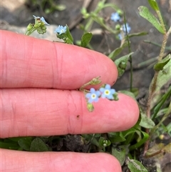 Myosotis laxa subsp. caespitosa (Water Forget-me-not) at Wee Jasper, NSW - 23 Feb 2025 by courtneyb