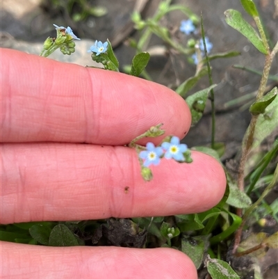 Myosotis laxa subsp. caespitosa (Water Forget-me-not) at Wee Jasper, NSW - 23 Feb 2025 by courtneyb