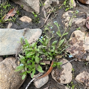 Myosotis laxa subsp. caespitosa at Wee Jasper, NSW - 23 Feb 2025 12:26 PM