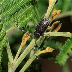 Ancita sp. (genus) (Longicorn or longhorn beetle) at Fyshwick, ACT - 22 Feb 2025 by AlisonMilton