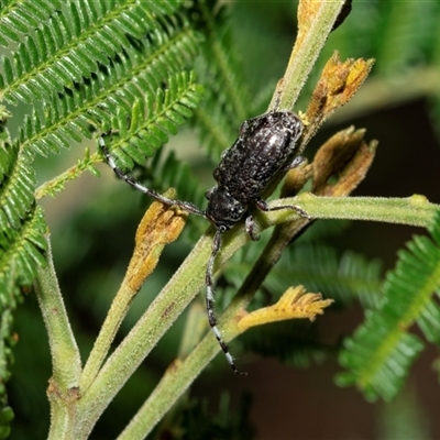 Ancita sp. (genus) (Longicorn or longhorn beetle) at Fyshwick, ACT - 22 Feb 2025 by AlisonMilton