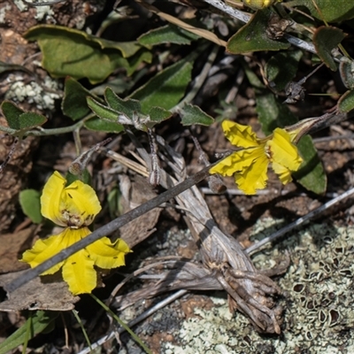 Goodenia hederacea subsp. hederacea (Ivy Goodenia, Forest Goodenia) at Whitlam, ACT - 26 Oct 2024 by AlisonMilton