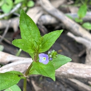 Veronica anagallis-aquatica (Blue Water Speedwell) at Wee Jasper, NSW - 23 Feb 2025 by courtneyb