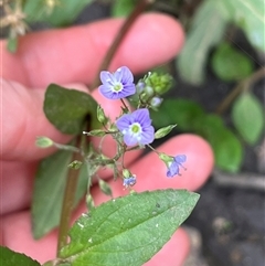 Veronica anagallis-aquatica (Blue Water Speedwell) at Wee Jasper, NSW - 23 Feb 2025 by courtneyb