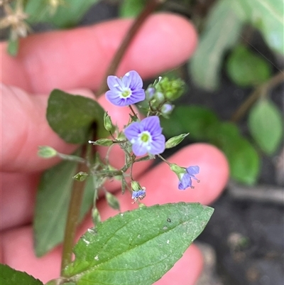 Veronica anagallis-aquatica (Blue Water Speedwell) at Wee Jasper, NSW - 23 Feb 2025 by courtneyb