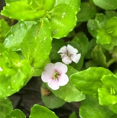 Gratiola peruviana (Australian Brooklime) at Wee Jasper, NSW - 23 Feb 2025 by courtneyb