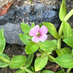 Gratiola peruviana (Australian Brooklime) at Wee Jasper, NSW - 23 Feb 2025 by courtneyb